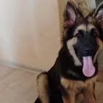 Zaginął pies, Tanowo, 13 sierpnia 2025