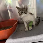 Kot do adopcji, Włocławek, 12 sierpnia 2025