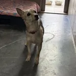 Pies do adopcji, Kraków, 29 lipca 2025