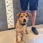 Przyjęty: 2025-08-12 Gmina: Andrychów Płeć: Pies Opis: mieszaniec, brązowe