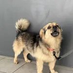 Pies do adopcji, Kraków, 29 lipca 2025