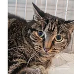 Kot do adopcji, Wrocław, 24 lipca 2025