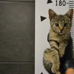 Przyjęty: 2025-08-11 Gmina: Żywiec Płeć: Kocur Opis: europejska, bure