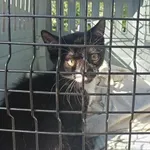 Kocurek poz. 25/543/K