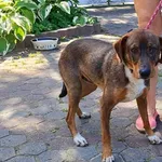 Znaleziono psa, Toruń, 13 sierpnia 2025