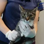 Znaleziono kota, Szczecin, 1 sierpnia 2025