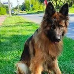 Znaleziono psa, Siedlce, 13 sierpnia 2025