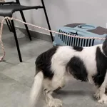 Znaleziono psa, Toruń, 13 sierpnia 2025