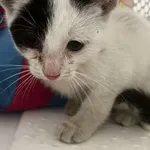 Kocurek poz. 25/547/K