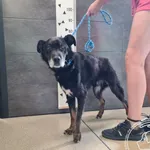 Przyjęty: 2025-07-23 Gmina: Czernichów Płeć: Pies Opis: mieszaniec, tricolor