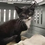 Znaleziono kota, Toruń, 10 sierpnia 2025