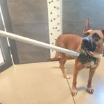 Przyjęty: 2025-08-13 Gmina: Kalwaria Zebrzydowska Płeć: Suka Opis: mieszaniec, brązowe z białą krawatką