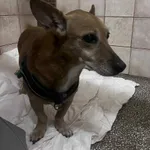 Pies do adopcji, Włocławek, 13 sierpnia 2025