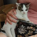 Kocurek poz. 25/554/K