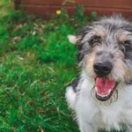 Znaleziono psa, Henrykowo, 8 sierpnia 2025