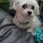 Zaginął pies, Wrzosowa, 15 sierpnia 2025