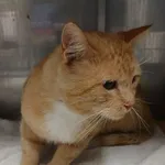 KOT Z INTERWENCJI 12.08.2025