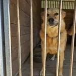 Pies do adopcji, Orzechowce, 19 kwietnia 2025