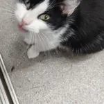 Zaginął kot, Łódź, 14 sierpnia 2025