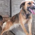 Znaleziono psa, Nowa Krępa, 31 lipca 2025