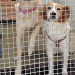 Znaleziono psa, Lublin, 14 sierpnia 2025