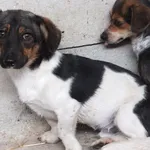 Lolo to pies przywieziony w dniu 25.07.25r z terenu gm. Żelechów, niewysoki, zdystansowany do osób obcych