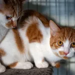 Kot do adopcji, Racławice, 10 sierpnia 2025