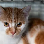 Kot do adopcji, Racławice, 10 sierpnia 2025