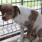 Lizak to pies przywieziony w dniu 25.07.25r z terenu gm. Żelechów, średni, zdystansowany do osób obcych