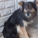 Sanek to pies przywieziony w dniu 08.08.25r z terenu gm. Miastków Kościelny, średni, zdystansowany do obcych osób