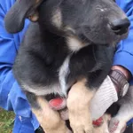 Lina to suczka szczenię przywieziona w dniu 25.07.25r z terenu Miastków Kościelny, kontaktowa, wesoła