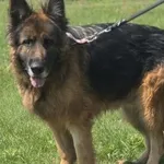 Imię:  Zora Chip: 616093903065296 Płeć : Samica Wiek:  styczeń 2016 Wielkość:  duża Kastracja/sterylizacja:  Tak Inne Psy:  Akceptuje towarzystwo suczek i psów, Dzieci:  W wieku szkolnym.  Charakter: 