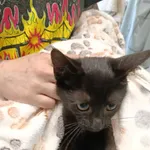 KOT PRZYWIEZIONY PRZEZ ZNALAZCĘ 13-08-2025