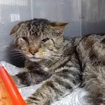 KOT Z INTERWENCJI  13.08.2025