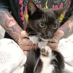 Kot przywieziony przez znalazcę 13-08-2025