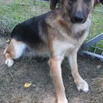 Limagda to suka przywieziona w dniu 31.07.25r z terenu gm. Troszyn, kontaktowa, wesoła, miła, średniej wielkości, bardzo młoda