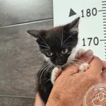 Przyjęty: 2025-08-13 Gmina: Brzeszcze Płeć: Kocur Opis: europejska, czarno - białe