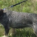 Imię:  Stefka Chip: 616093903064723 Płeć : Samica Wiek:  styczeń 2024 Wielkość:  średnio mała Kastracja/sterylizacja:  Tak Inne Psy:  Akceptuje towarzystwo suczek i psów, Dzieci:  W wieku szkolnym.  C