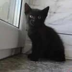 Kot do adopcji, Grudziądz, 12 sierpnia 2025