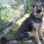 Liga to suka przywieziona w dniu 30.07.25r z terenu gm. Żelechów, kontaktowa, wielkości owczarka n., wesoła,miła, uległa