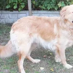 Liwona to suka przywieziona w dniu 31.07.25r z terenu gm. Łyse, kontaktowa, miła,wesoła uległa, średniej wielkości