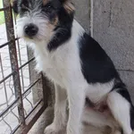 Londo to pies przywieziony w dniu 28.07.25r z terenu gm. Stoczek Łukowski, średni, bardzo młody, kontaktowy, miły i wesoły