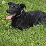 Imię:  Elwin Chip: 616093903019721 Płeć : Samiec Wiek:  styczeń 2023 Wielkość:  mała Kastracja/sterylizacja:  Tak Inne Psy:  Akceptuje towarzystwo suczek i psów, Dzieci:  W wieku szkolnym.  Charakter: