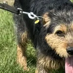 Imię:  Fox Chip: 616093903164494 Płeć : Samica Wiek:  styczeń 2022 Wielkość:  średni Kastracja/sterylizacja:  Tak Inne Psy:  Akceptuje towarzystwo suczek i psów, Dzieci:  W wieku szkolnym.  Charakter: