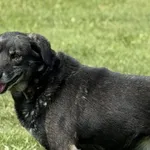 Pies do adopcji, Pieczyska, 15 sierpnia 2025