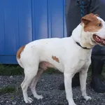 Znaleziono psa, Łódź, 15 sierpnia 2025