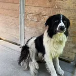 Pies do adopcji, Kraków, 1 sierpnia 2025