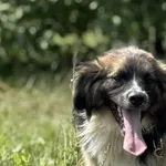 Pies do adopcji, Pieczyska, 15 sierpnia 2025