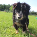 Pies do adopcji, Grudziądz, 12 sierpnia 2025