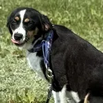 Pies do adopcji, Pieczyska, 15 sierpnia 2025